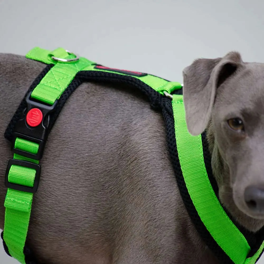 Sofa Dog Wear harness "Little" green 4legs.de