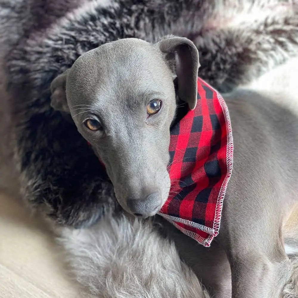 Bandana Hundehalstuch - "Weekend" - Vichy Karo gelb 4legs.de