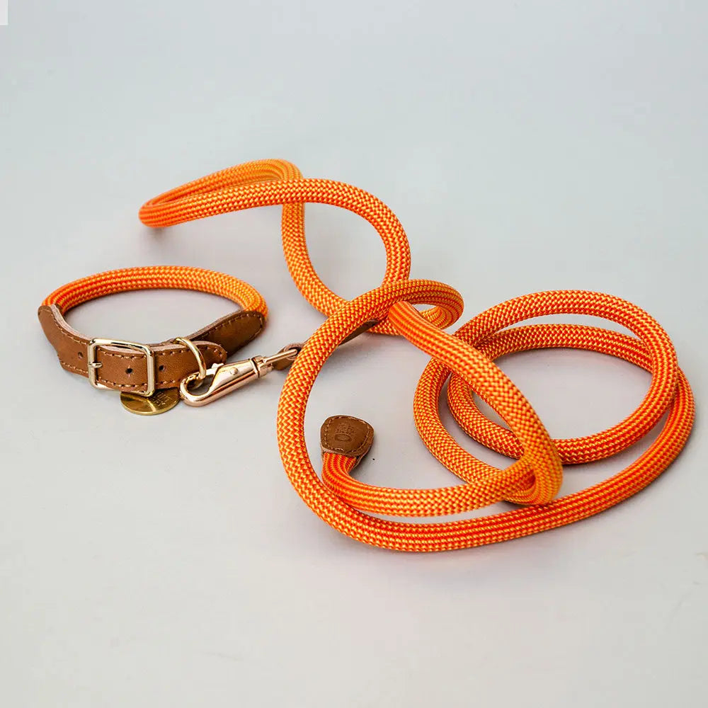 Das robuste Hundehalsband "Mountain" - orange 4legs.de