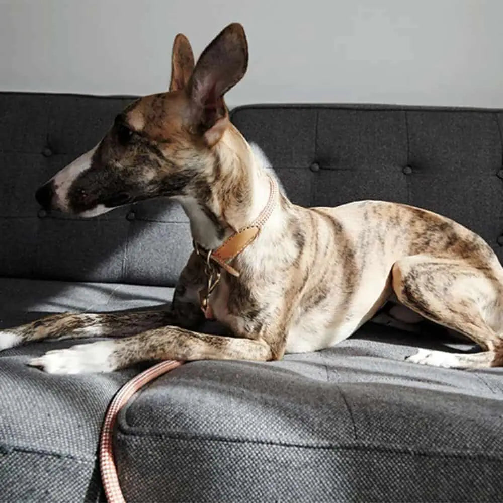 Das robuste Hundehalsband "Mountain" - orange 4legs.de