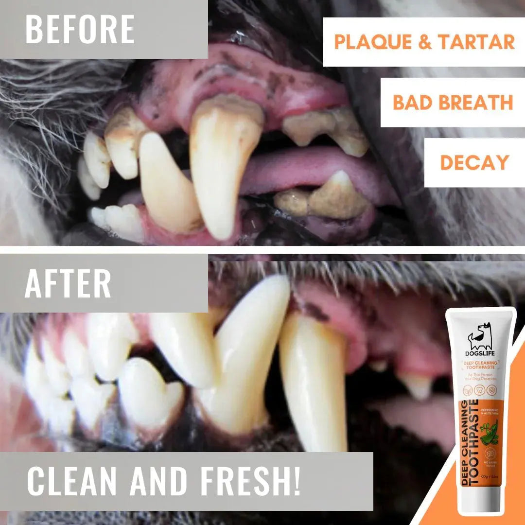 Dental Care Set 4legs.de