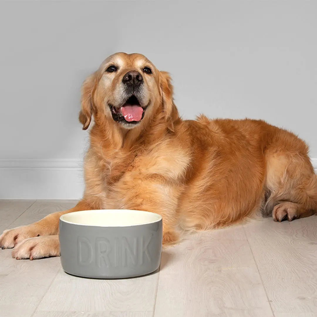 "Drink" Bowl - Trinknapf für Hunde 4legs.de