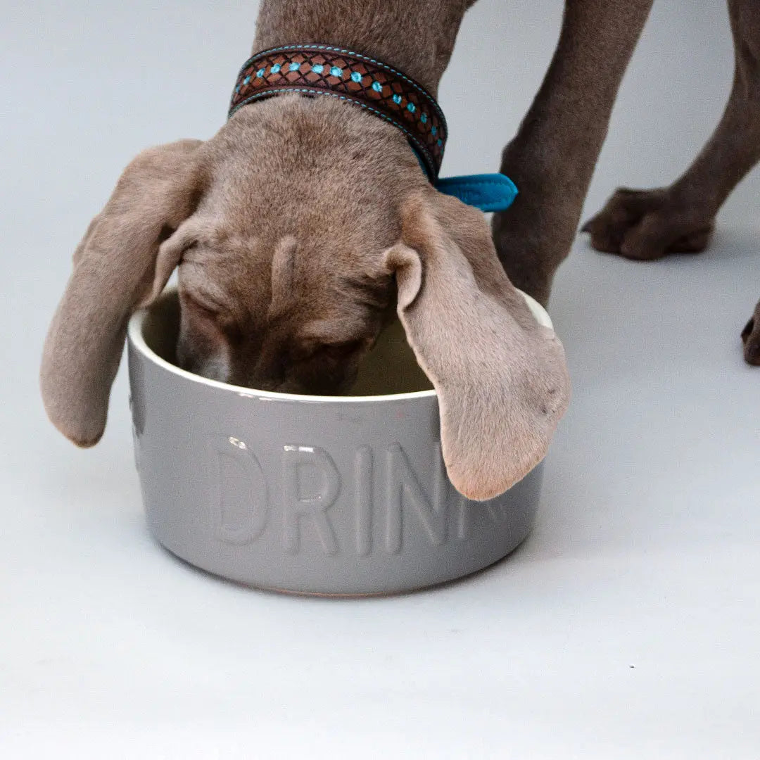 "Drink" Bowl - Trinknapf für Hunde 4legs.de
