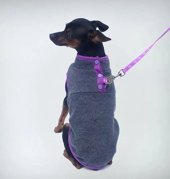 Ein Chihuahua, der einen warmen grauen Fleece-Hundepullover mit lila Akzenten trägt.