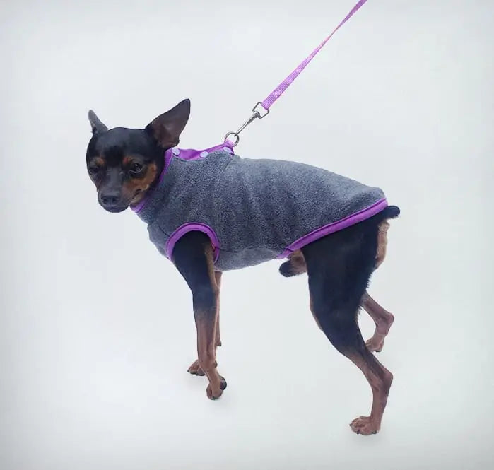 Ein Chihuahua, der einen warmen grauen Fleece-Hundepullover mit lila Akzenten trägt.