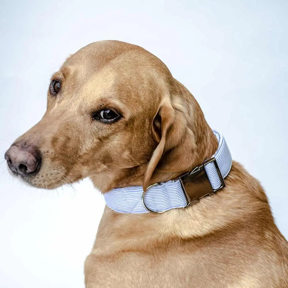 Dieses qualitativ hochwertige Halsband für Hunde ist mit seinem gestreiften Look in dem sanften Pastell-Ton Bleu ein absoluter Hingucker!