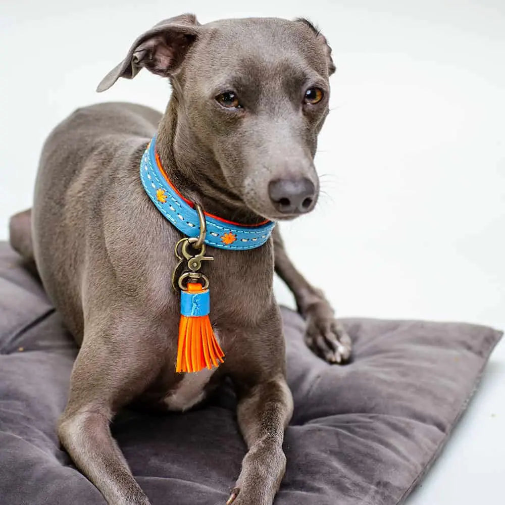 Das Halsband im Boho-Look "Ibiza Lounge Petit" von Dog with a Mission ist die Edition für die kleinen 4Beiner und verzaubert den Sommer mit seinem himmlischen blau gepaart mit knall orangenen Details