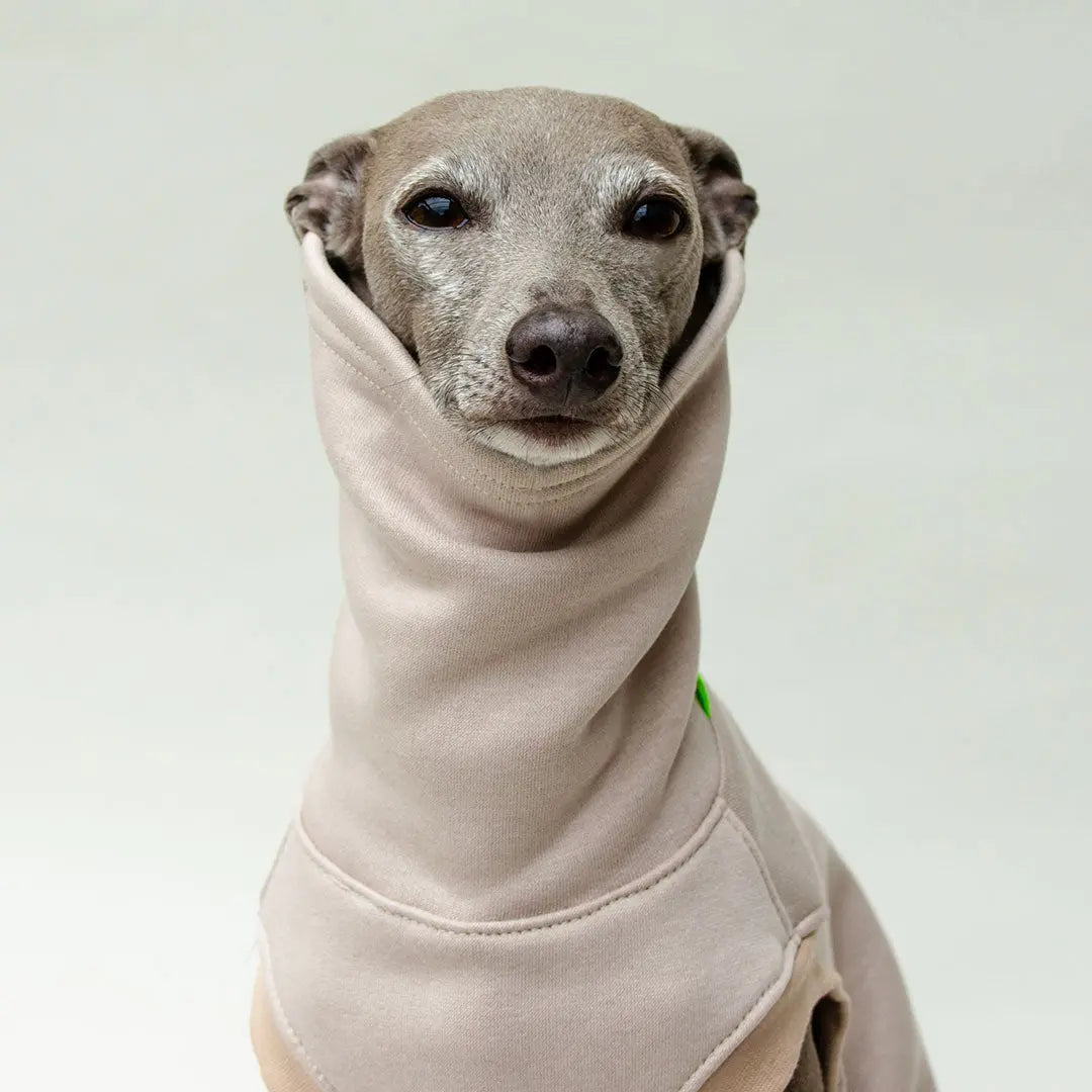 Hunde-Sweater "COZY" - beige 4legs.de