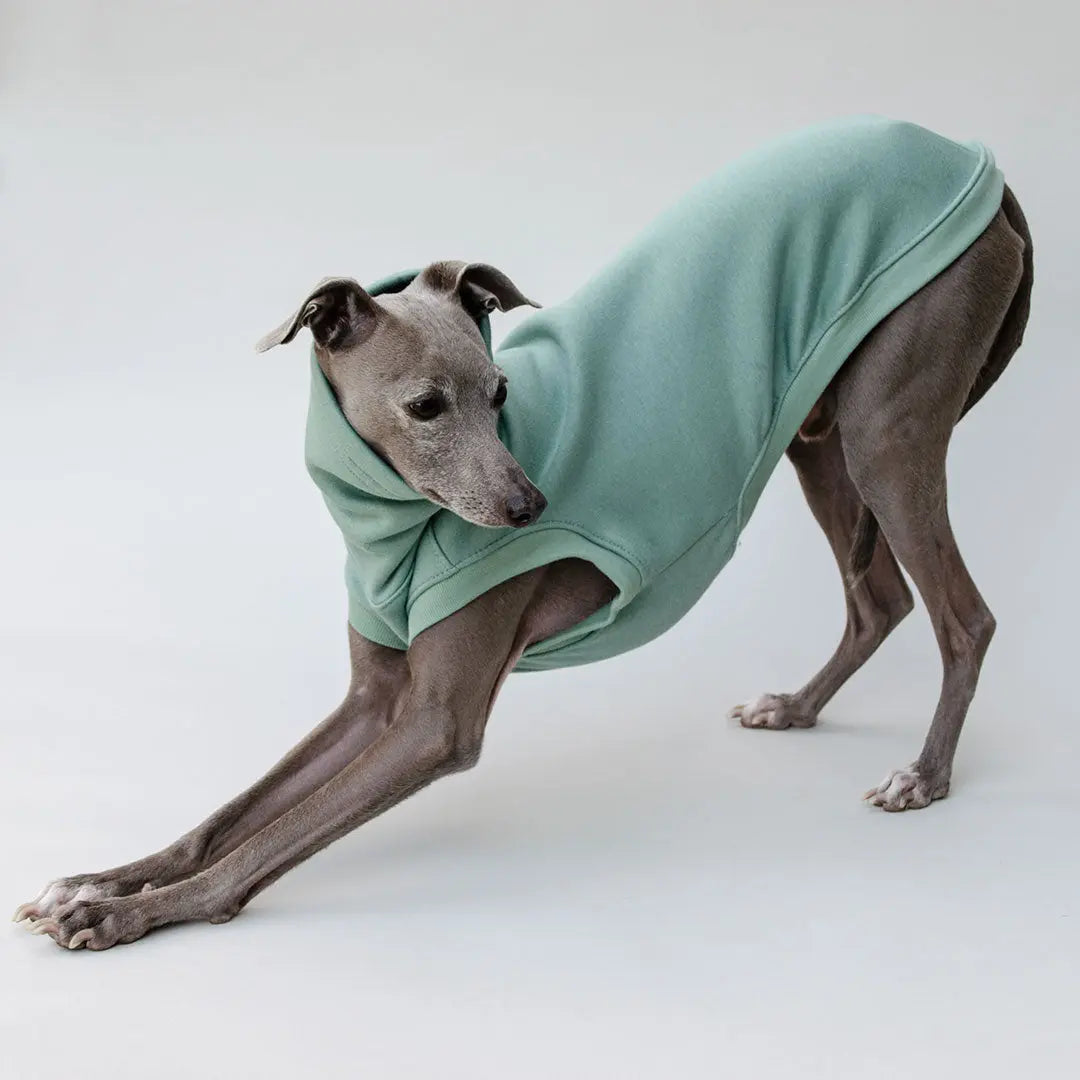 Hunde-Sweater "COZY" - salbei 4legs.de
