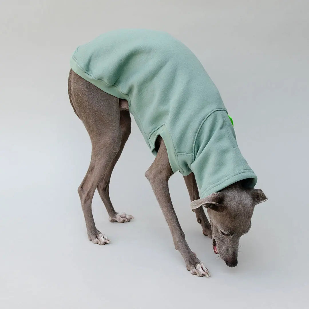 Hunde-Sweater "COZY" - salbei 4legs.de