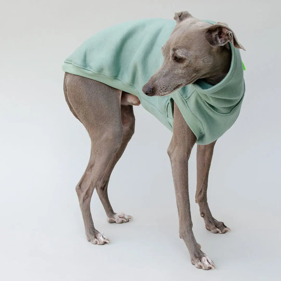 Hunde-Sweater "COZY" - salbei 4legs.de