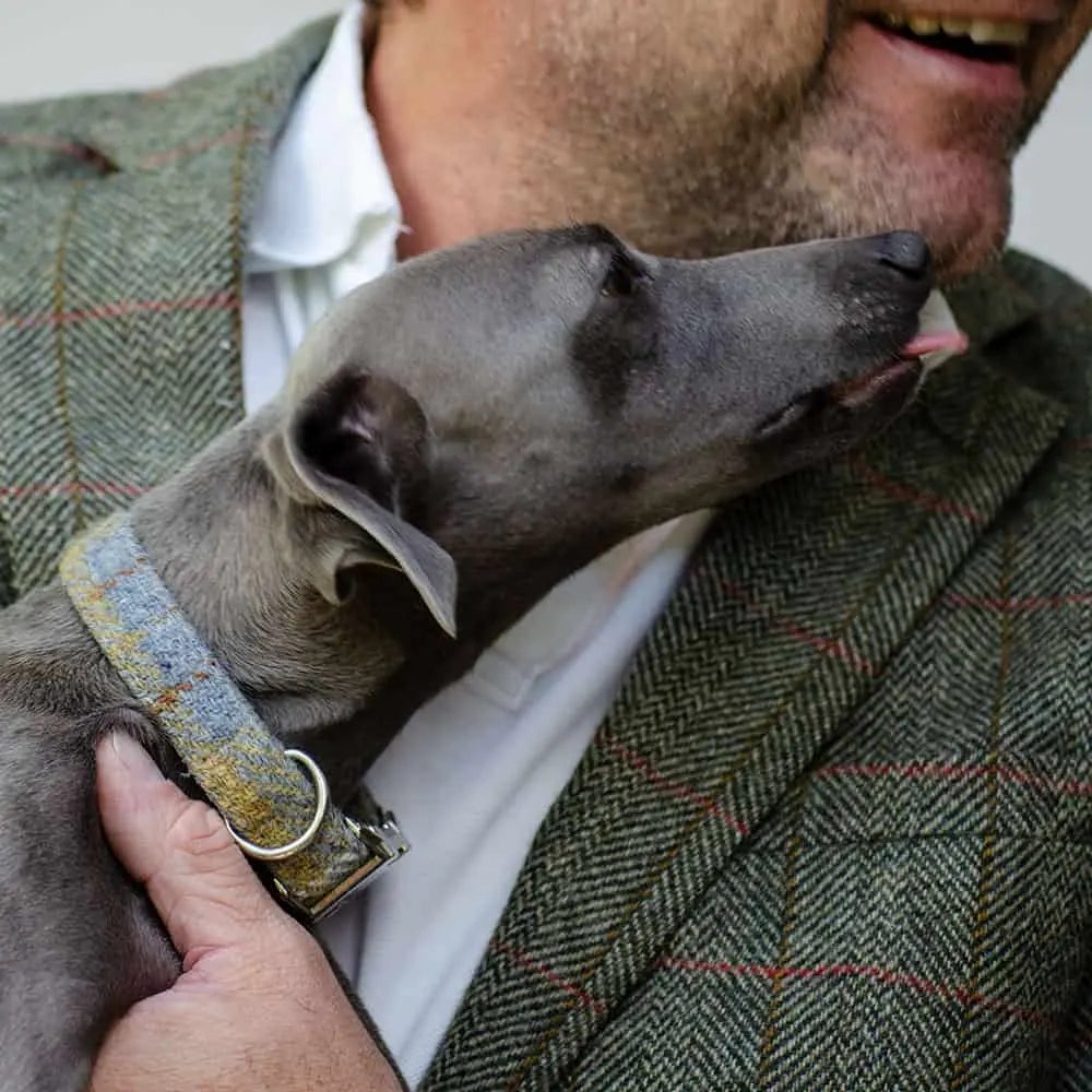Das Hundehalsband Willy wird in liebevoller Handarbeit in Hamburg mit dem bekannten Stoff von Harris Tweed hergestellt.