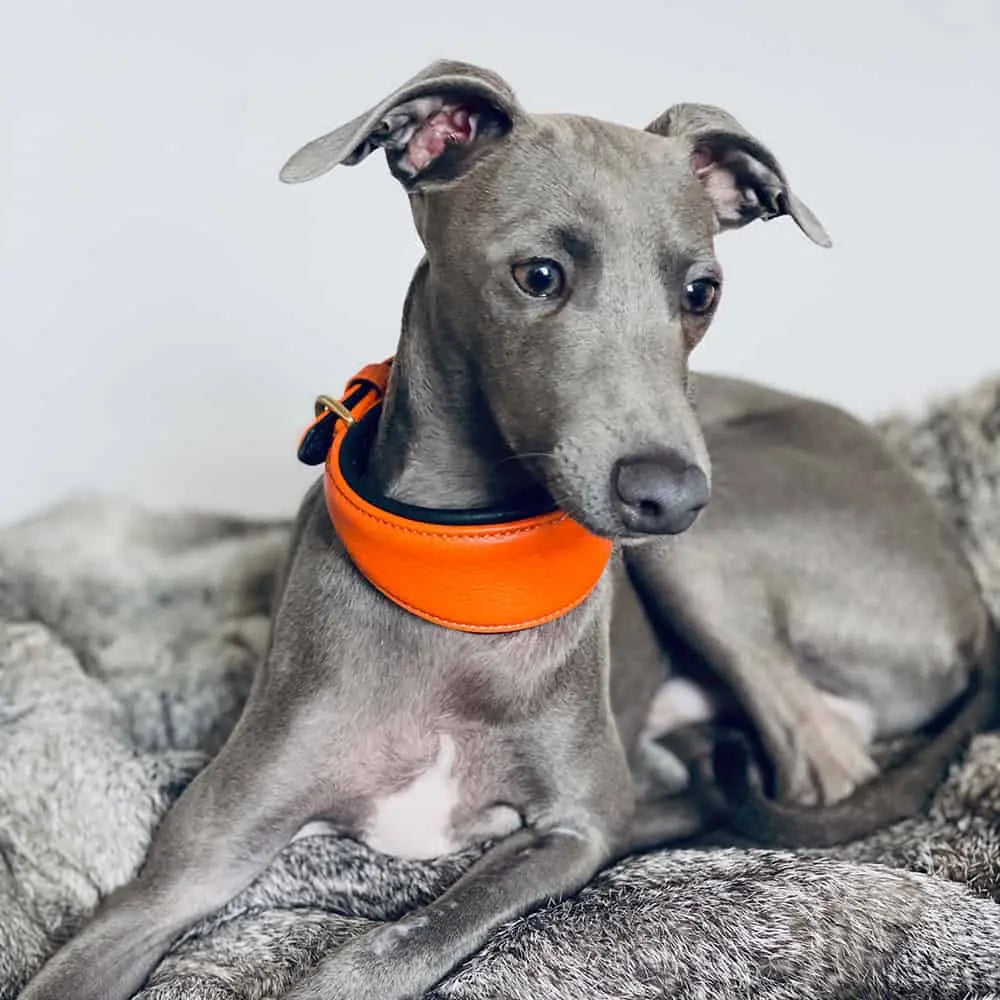Hundehalsband für Windhunde - "Greyhound orange" 4legs.de
