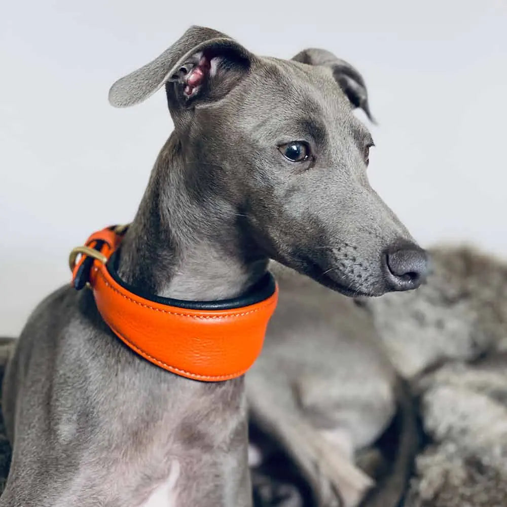 Hundehalsband für Windhunde - "Greyhound orange" 4legs.de