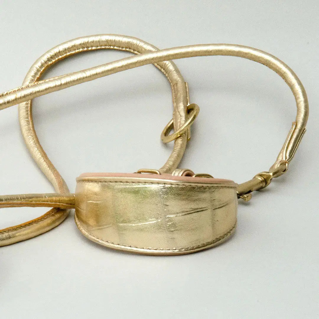 Gepolstertes Windhund-Halsband "Golden Glam" 4legs.de