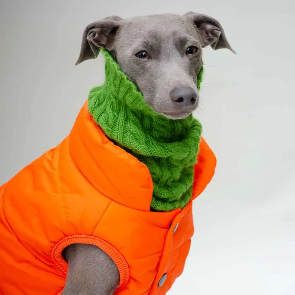 Der orangene Hundemantel "Gentleman" wird von einem Windhund in Kombination eines Hundeloops getragen