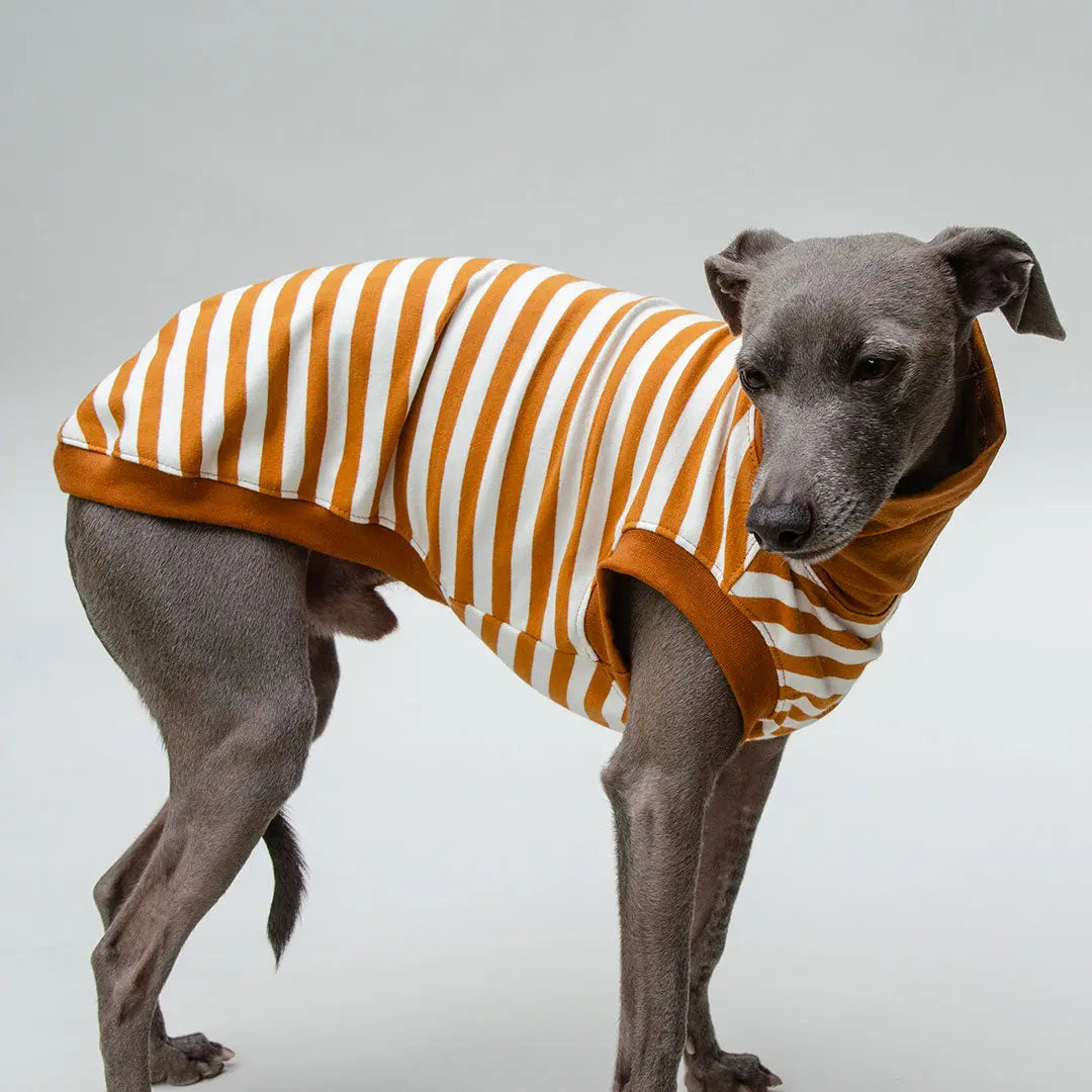 Hundeshirt "BILBAO" curry 4legs.de