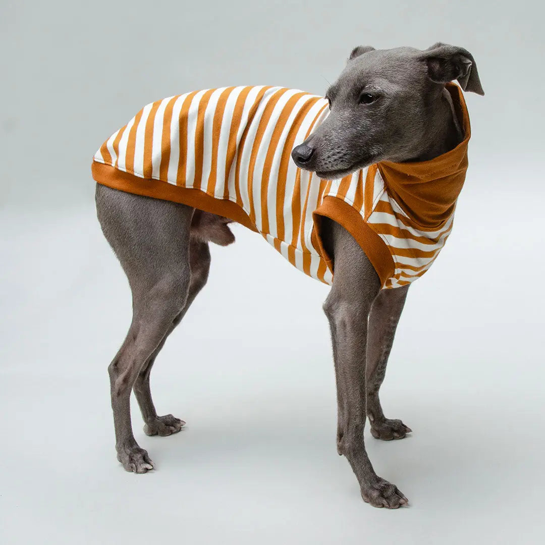 Hundeshirt "BILBAO" curry 4legs.de