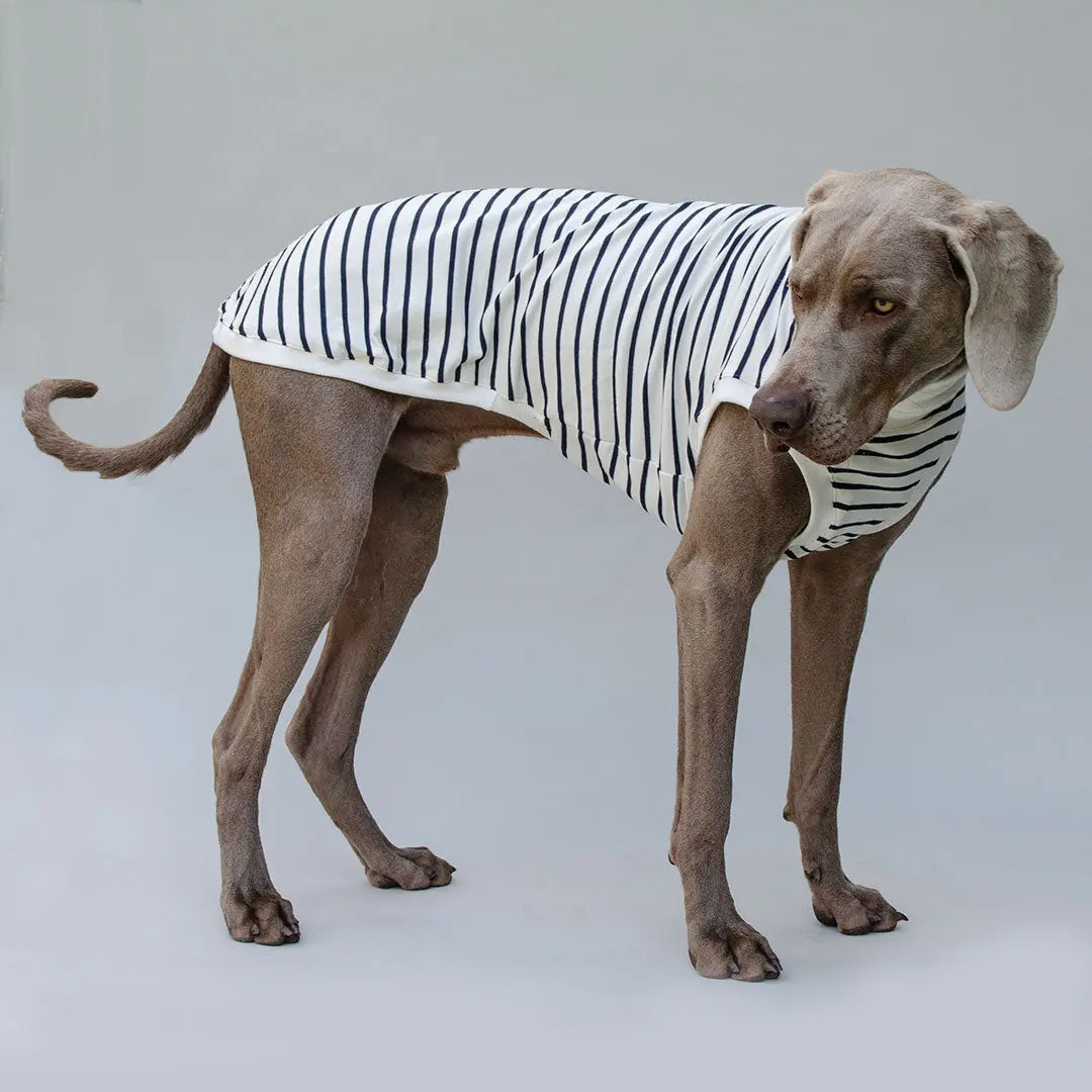Hundeshirt "BRETAGNE" off white-streifen 4legs.de