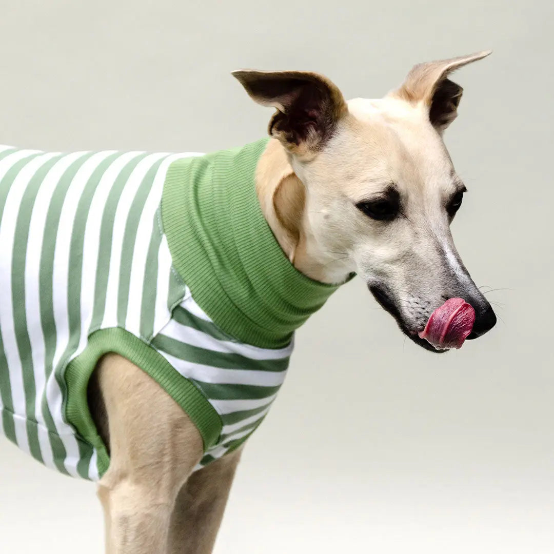 Hundeshirt "NORMANDIE" green 4legs.de