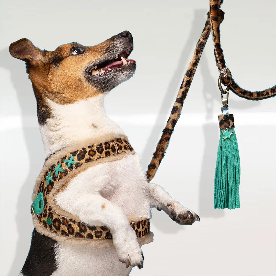 Im Boho Stil Hundeleine - "Leo" 4legs.de