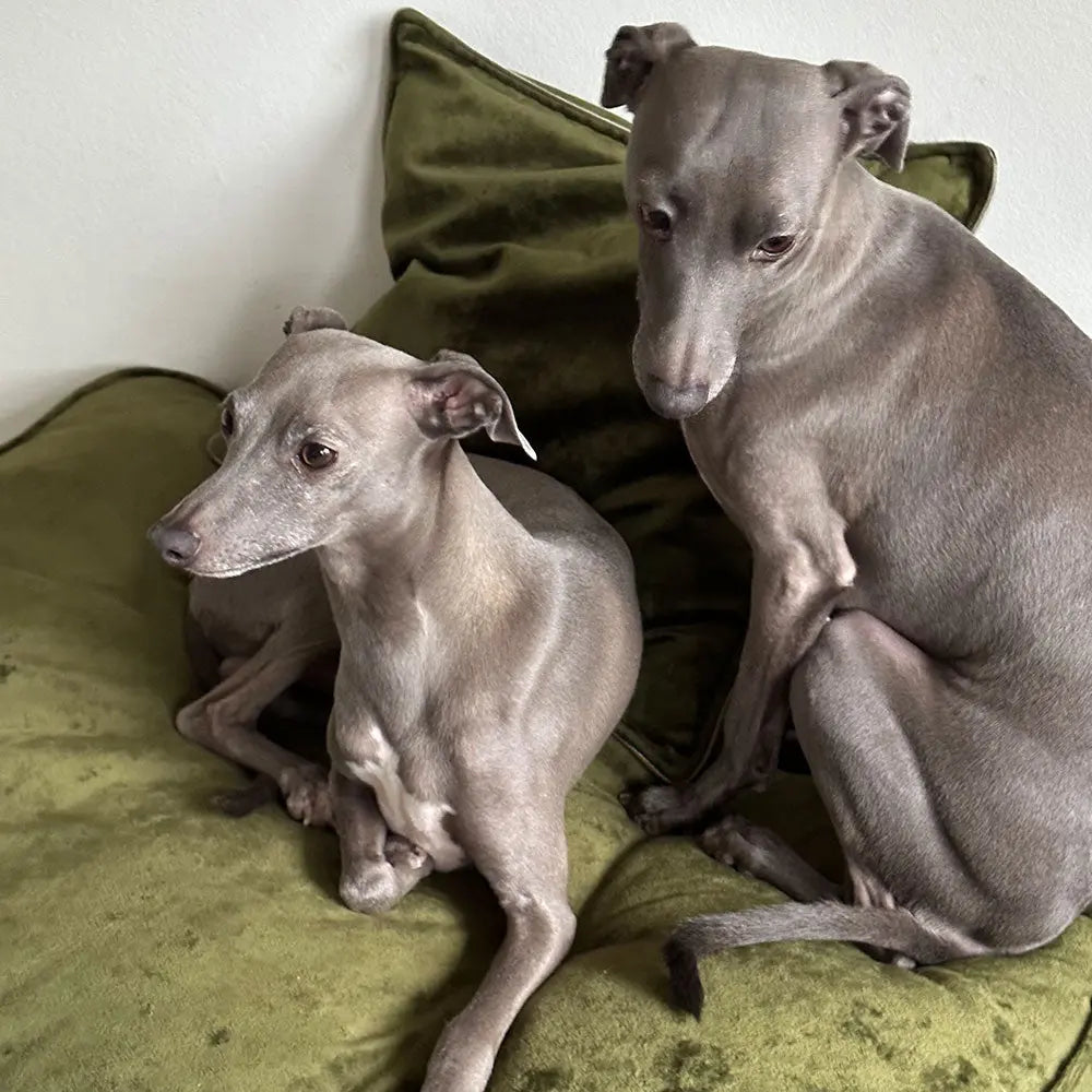 Lazy Bed Luxury 4legs.de
