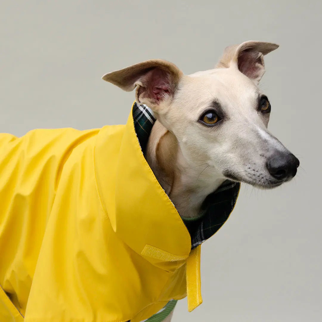 Regenmantel für Hunde "Safe From Rain" yellow 4legs.de