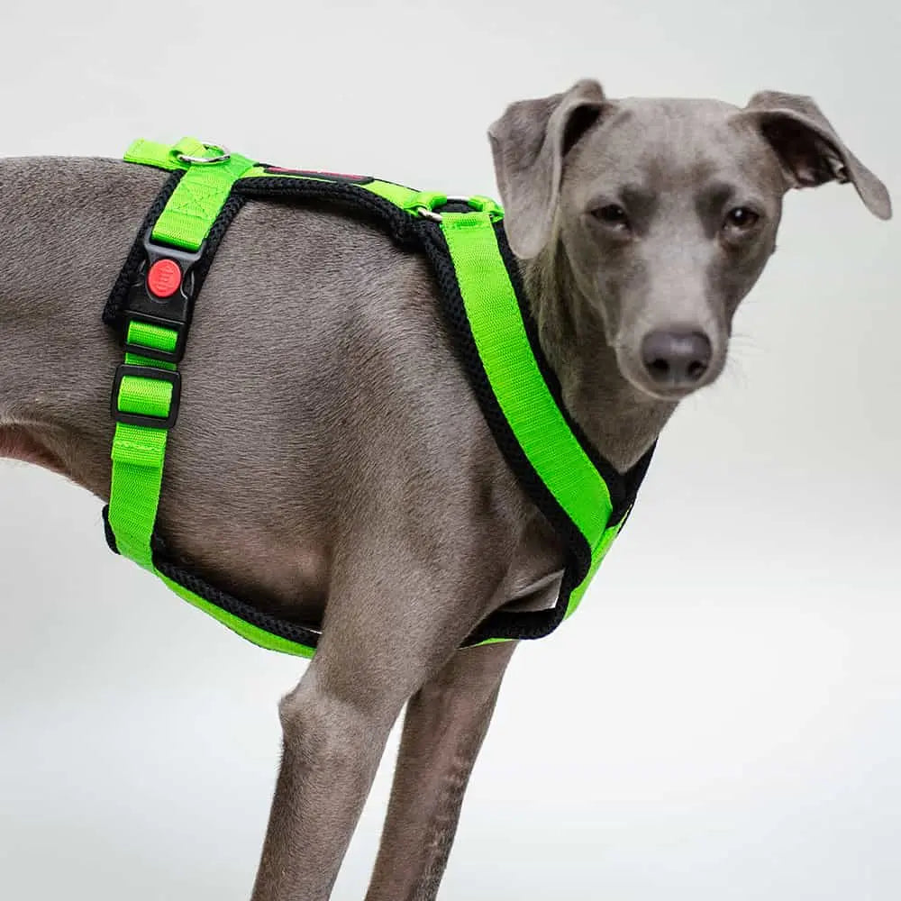 Das Sofa Dog Wear Geschirr "Little" in kräftigem grün ist ein sicheres Geschirr für kleine bis mittelgroße Hunde, die auch gerne Bewegungsfreiheit bei sportlichen Aktivitäten genießen