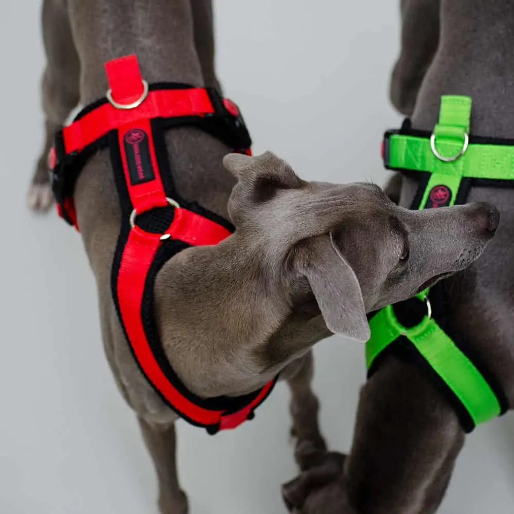 Das Sofa Dog Wear Sportgeschirr "Little" in kräftigem rot ist ein sicheres Geschirr für kleine Hunde, die auch gerne Bewegungsfreiheit bei sportlichen Aktivitäten genießen