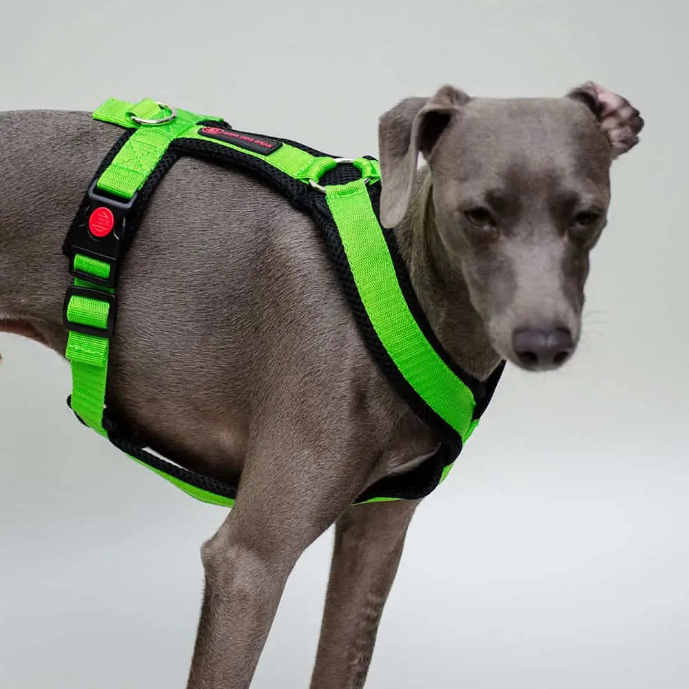 Sofa Dog Wear Geschirr "Little" - green 4legs.de