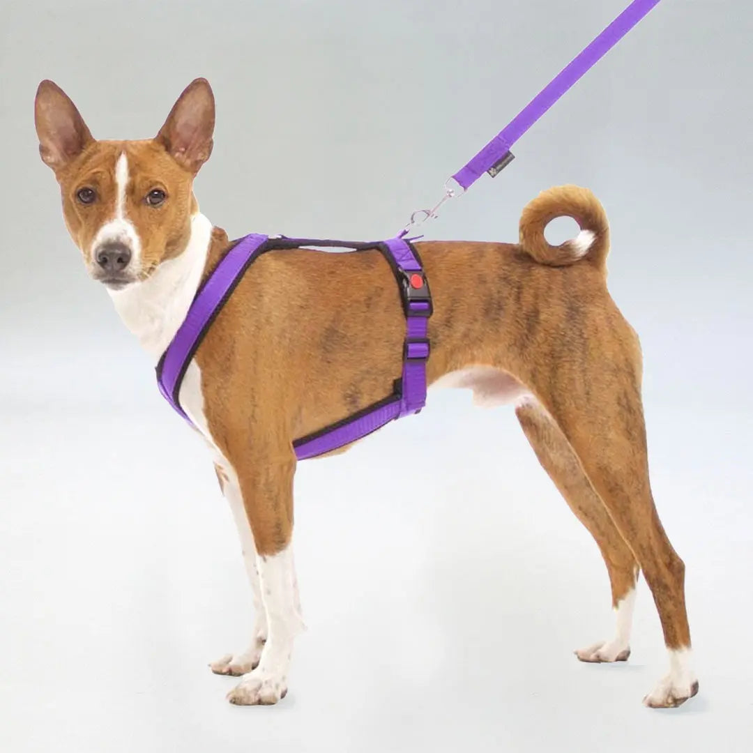 Sofa Dog Wear Sportgeschirr "Little" - purple 4legs.de