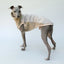 Sweepshell Dog Sweater 