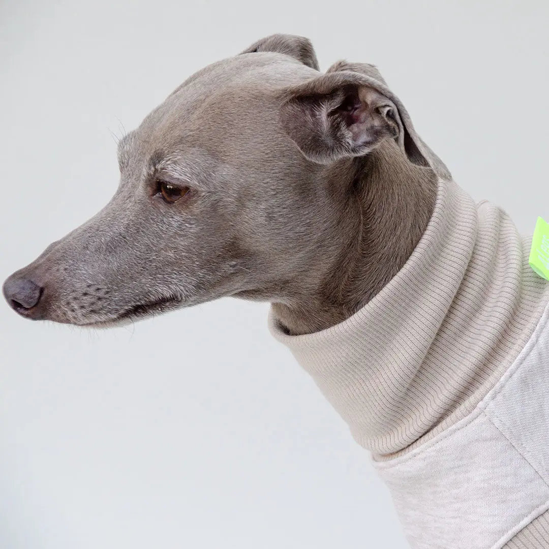 Sweatshirt für Hunde "LOUNGE" - creme 4legs.de