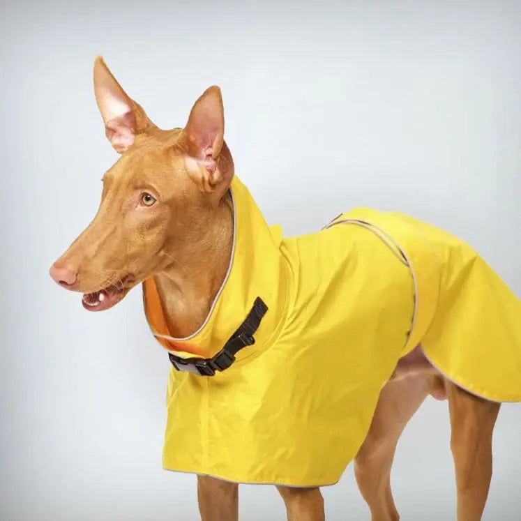 Der warme Hunde-Regenmantel „Zoe“ ist ein Must-have für modische Bekleidung an kalten verregneten Tagen