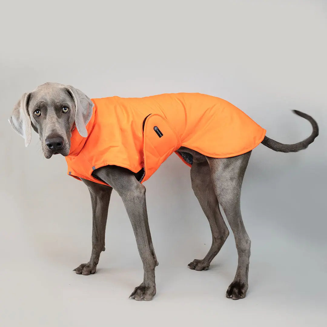 Warmer Hundemantel 