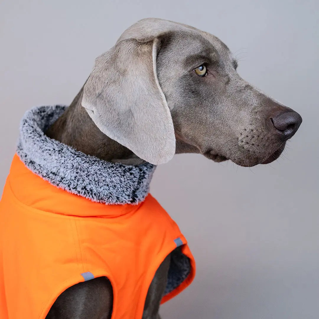 Warmer Hundemantel 
