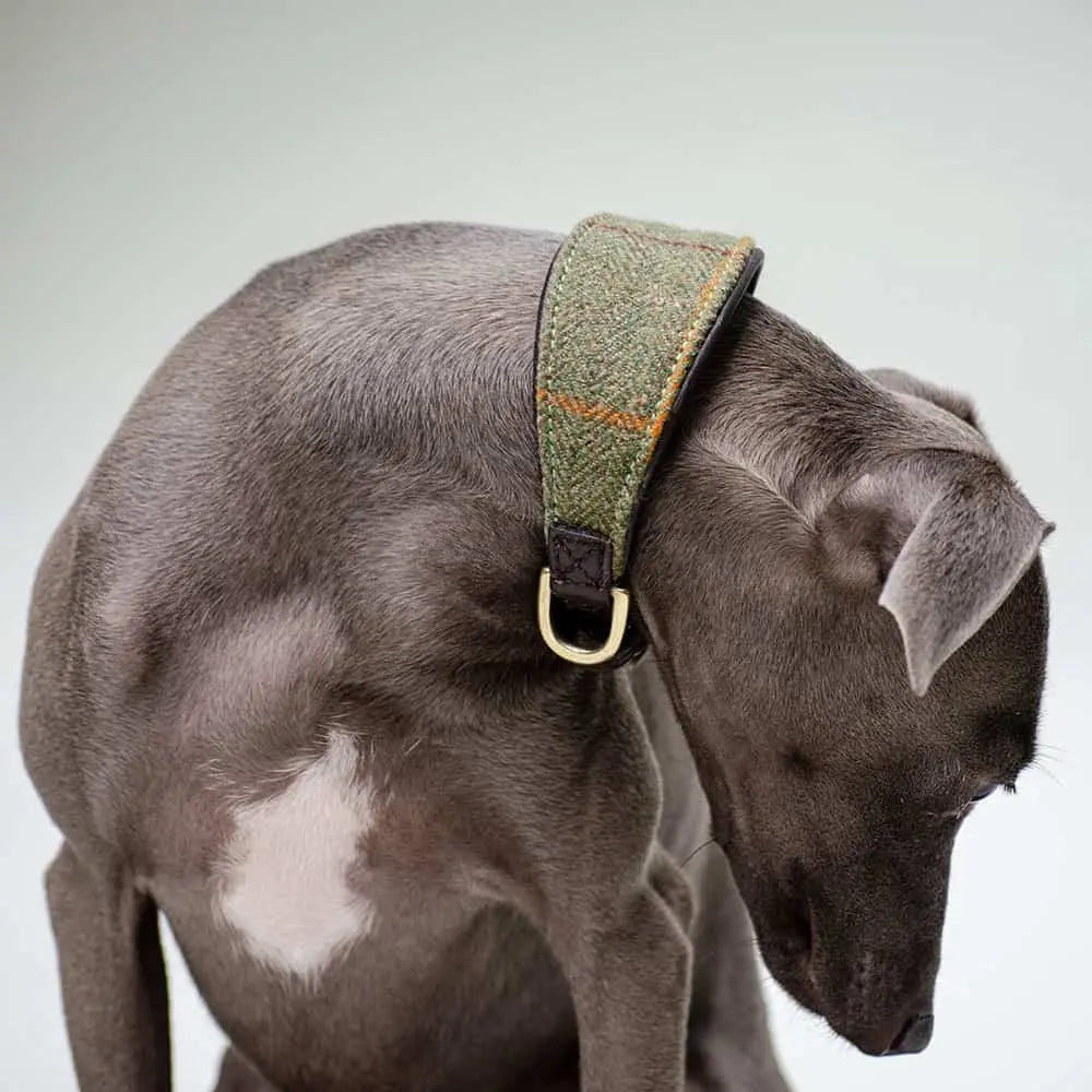 Windhund Halsband aus Tweed - "Greyhound Tweed" 4legs.de