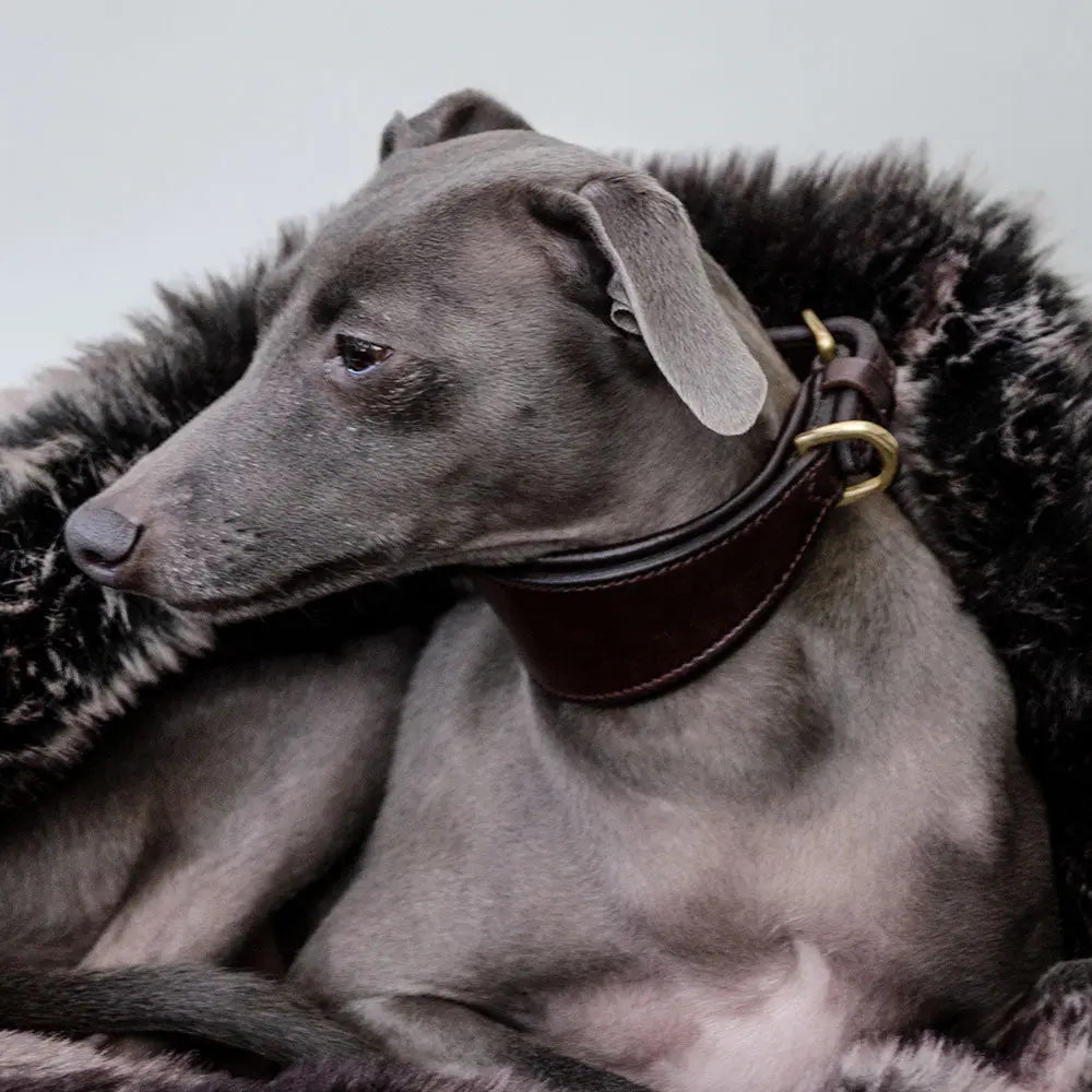 Windhund-Lederhalsband - "Greyhound brown" 4legs.de