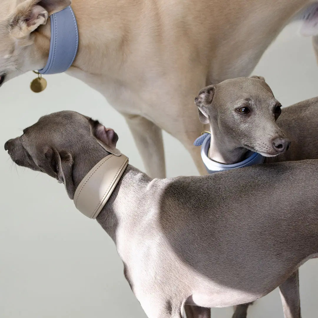 Windhund-Lederhalsband - "Nappa Greyhound" -taupe 4legs.de