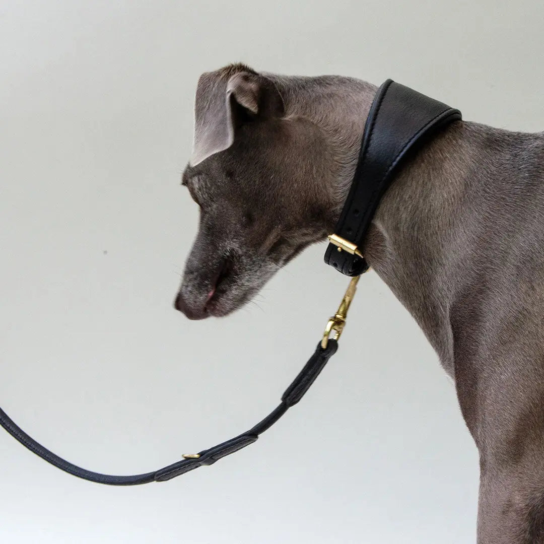 Windhundhalsband - "Greyhound Supersoft" black 4legs.de