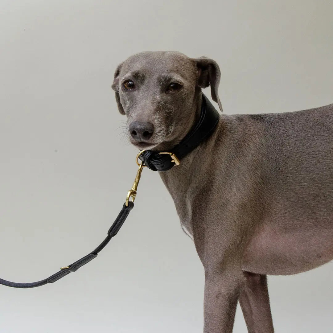 Windhundhalsband - "Greyhound Supersoft" black 4legs.de