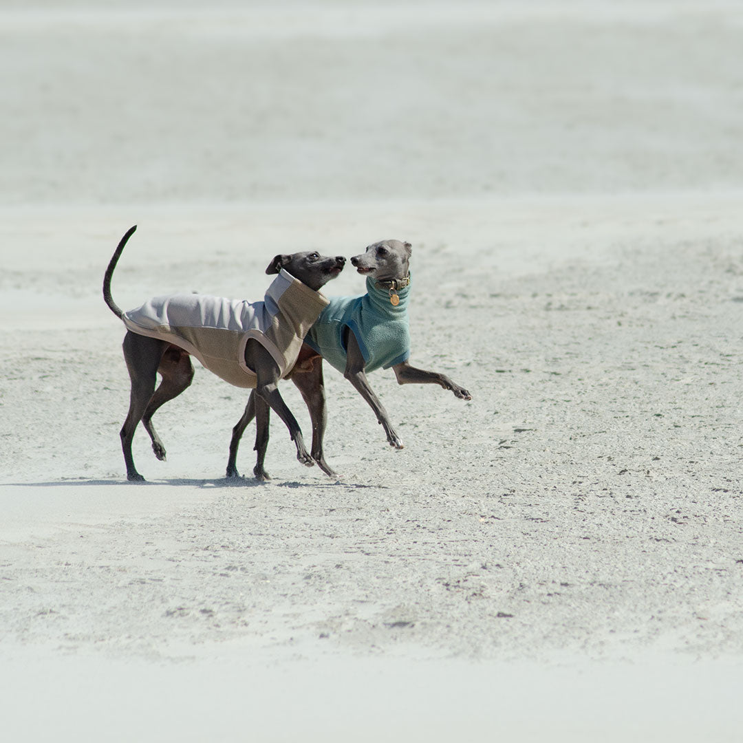 Für Hunde, die überall